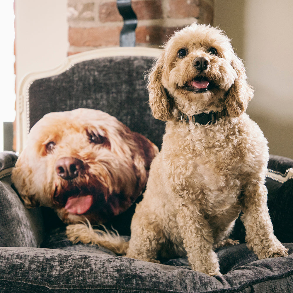 Your Dog Monster Cushion