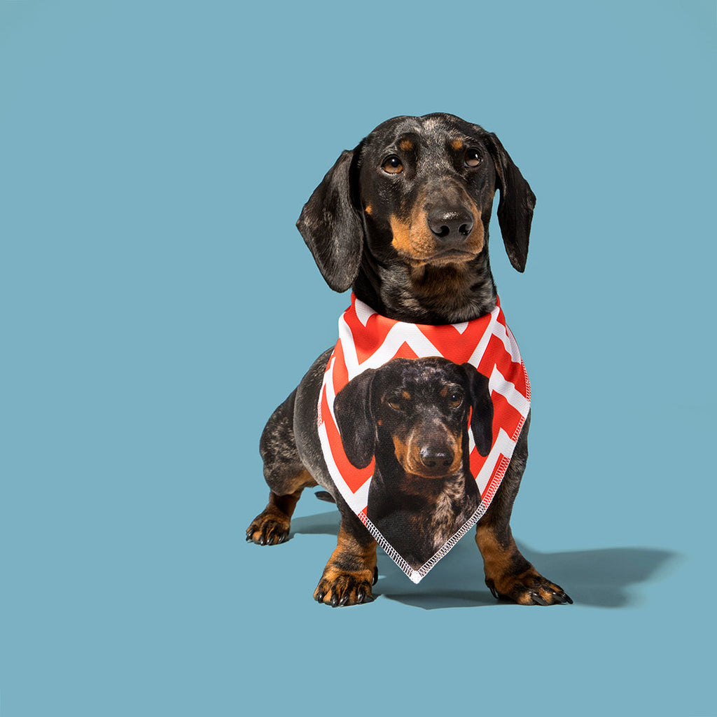 Zigzag Dog Bandana